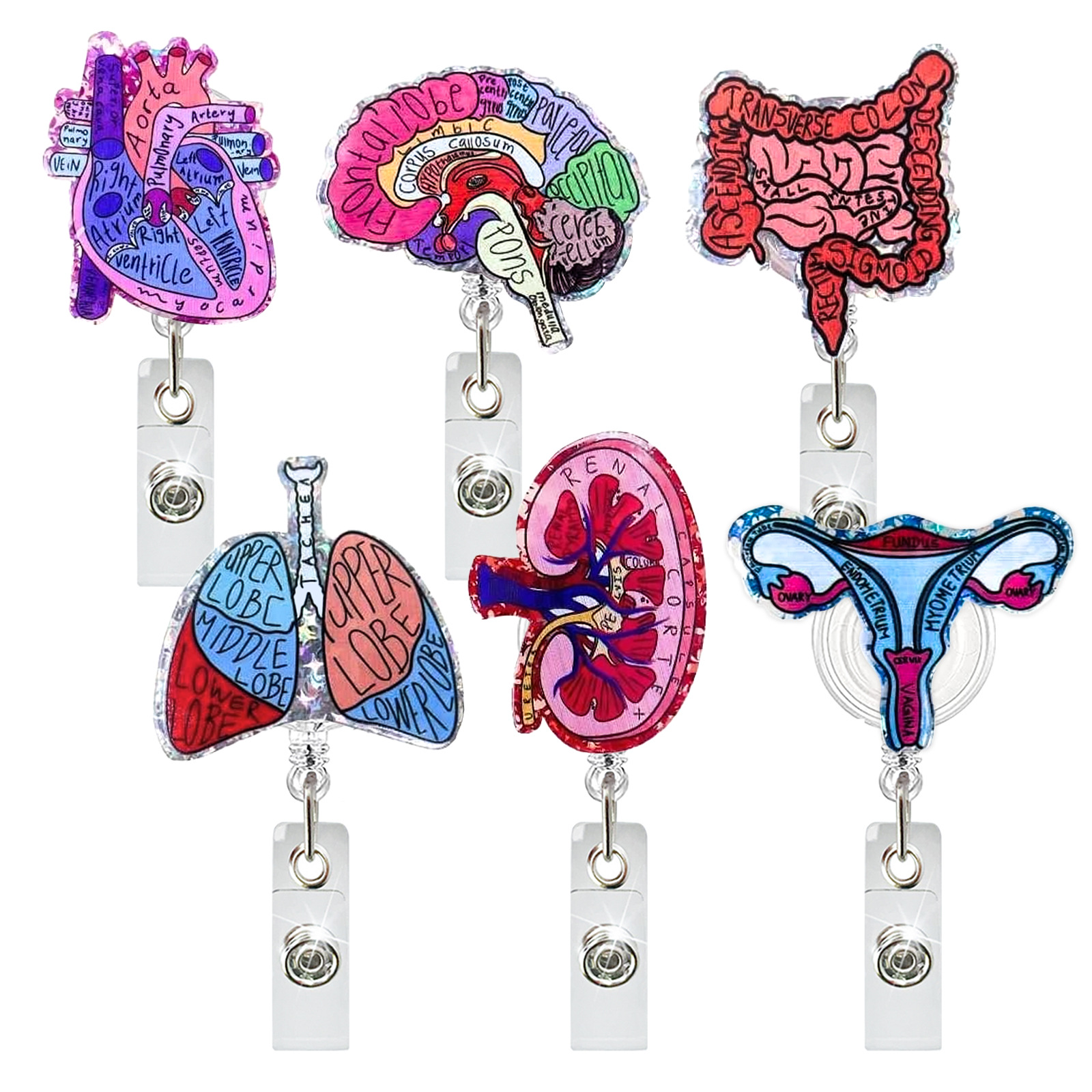 Acrylic Heart Lung Brain Kidne - Xray Tech Accessories 评论和价格