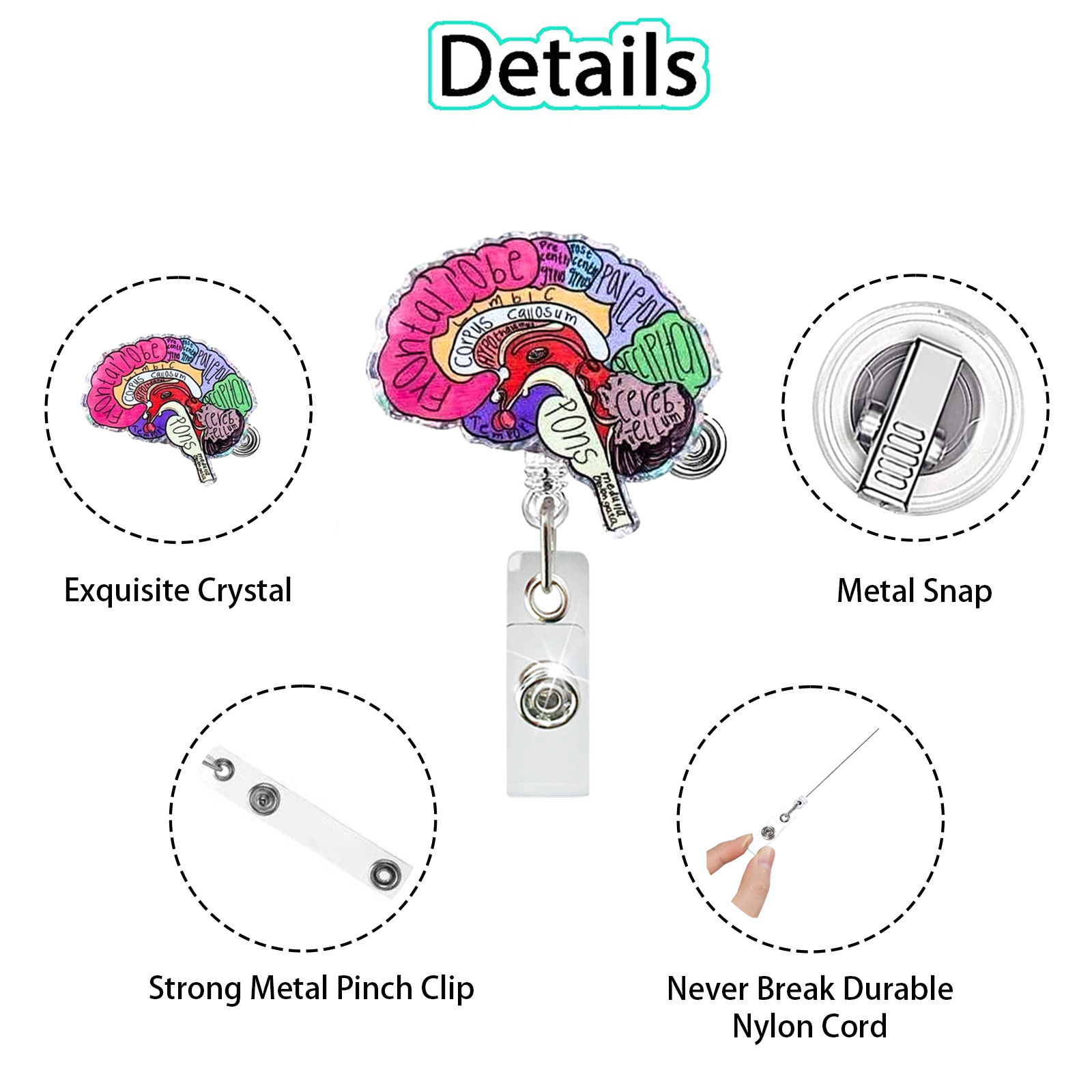 Acrylic Heart Lung Brain Kidne - Xray Tech Accessories 评论和价格