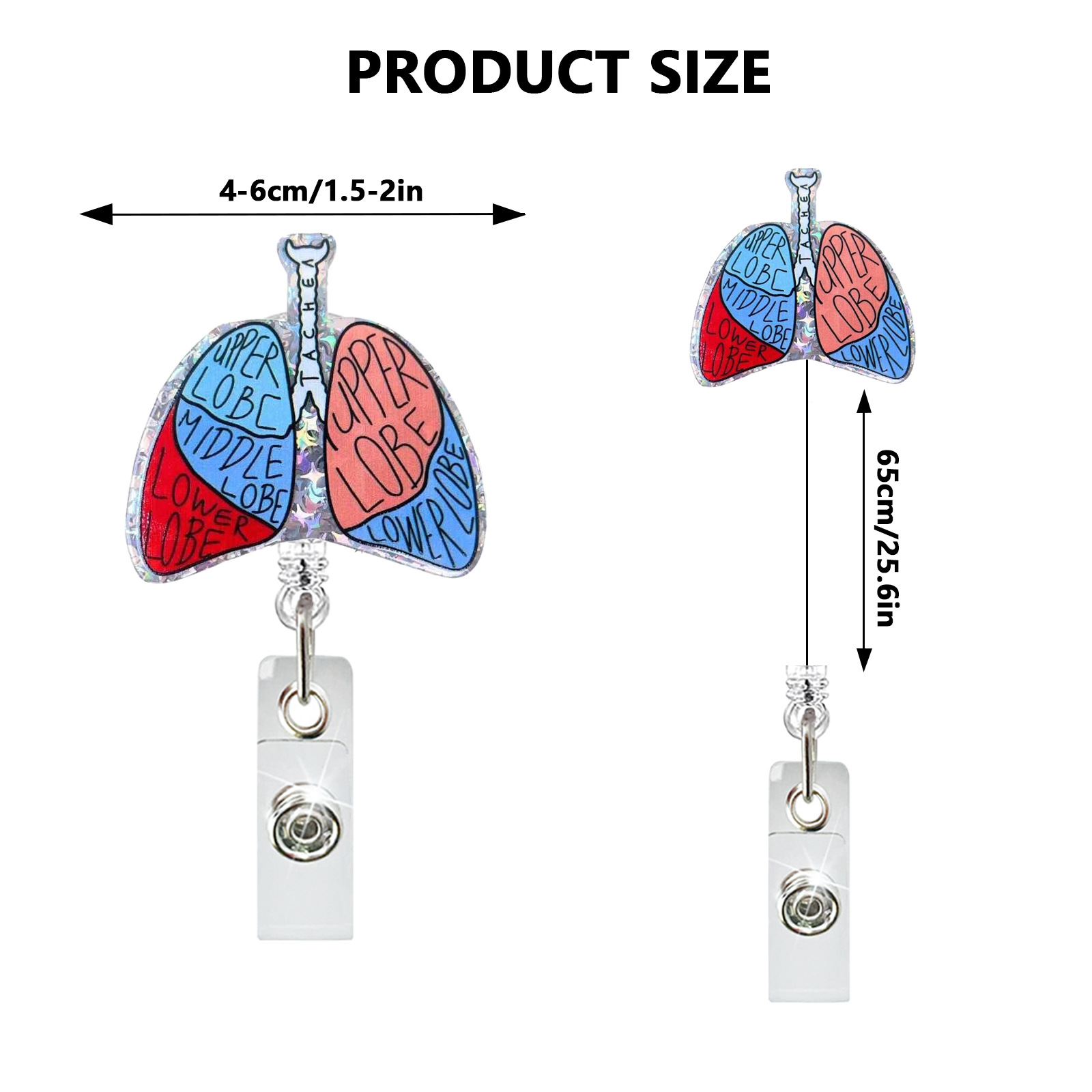 Acrylic Heart Lung Brain Kidne - Xray Tech Accessories 评论和价格